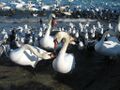 Лебеди в Феодосии, декабрь 2012 года.jpg